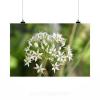 Stunning Poster Wall Art Decor Plant White Garlic Garden Nature 36x24 Inches #2 small image