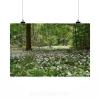 Stunning Poster Wall Art Decor Bear S Garlic Forest Spring 36x24 Inches #2 small image