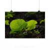 Stunning Poster Wall Art Decor Garlic Mustard Leaves Back Light 36x24 Inches #2 small image
