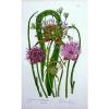 Antique Print C1870 Anne Pratt Flower Plants Chive Bulbiferous Garlic 165F127