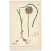 Sowerby. Round-Headed Garlic. Hand Colored Print. Over 100 years old! #1533. #1 small image