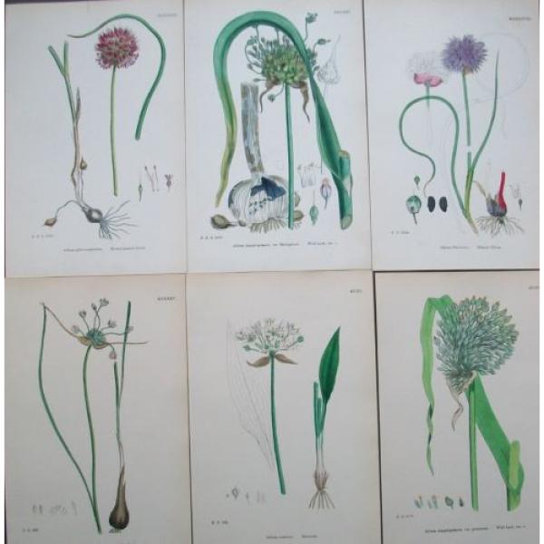 Lot of 6  Wild Leek Garlic Chives Sowerby English Botany Hand Colored Prints #1 image
