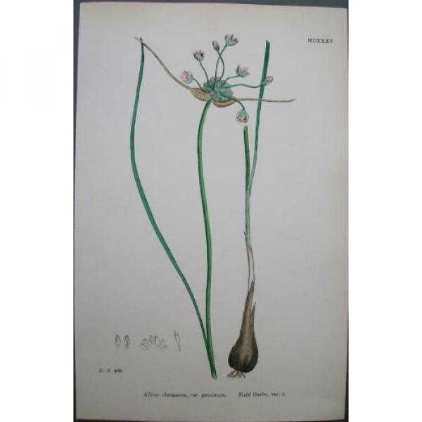 Lot of 6  Wild Leek Garlic Chives Sowerby English Botany Hand Colored Prints #2 image