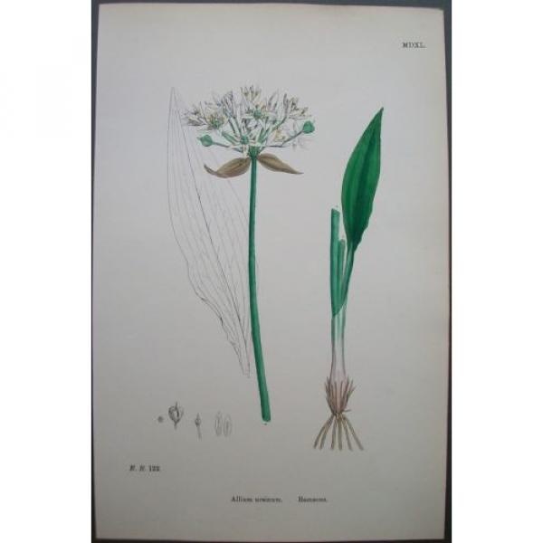 Lot of 6  Wild Leek Garlic Chives Sowerby English Botany Hand Colored Prints #3 image