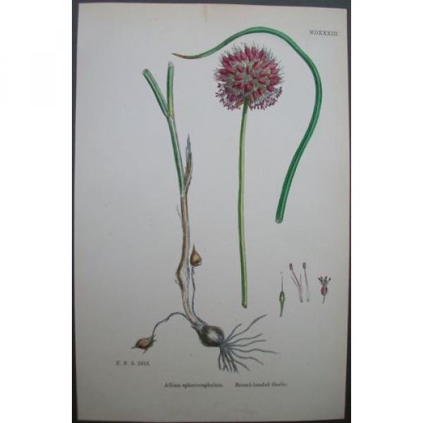Lot of 6  Wild Leek Garlic Chives Sowerby English Botany Hand Colored Prints #4 image