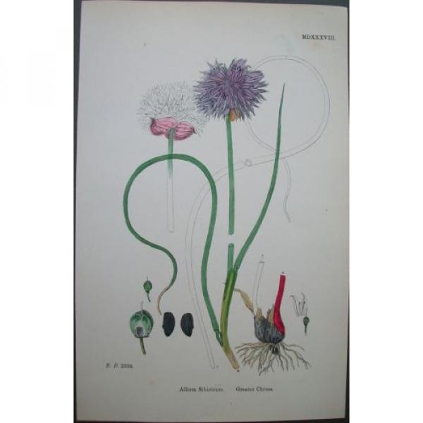 Lot of 6  Wild Leek Garlic Chives Sowerby English Botany Hand Colored Prints #5 image