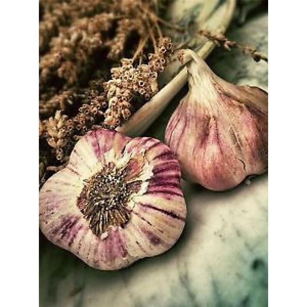NATURE PLANT VEGETABLE GARLIC BULB FOOD COOL POSTER ART PRINT PICTURE BB1612A #1 image