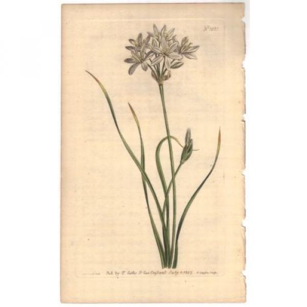 1807 Curtis botanical Print Allium Striatum Streak-Leaved Garlic 1035 Wildflower #1 image