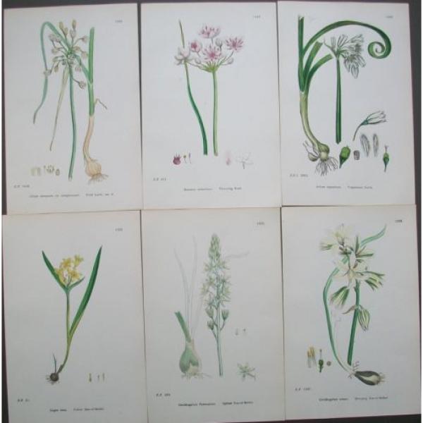 Lot of 6 Bulbs Star of Bethel Garlic Sowerby English Botany Hand Colored Prints #1 image