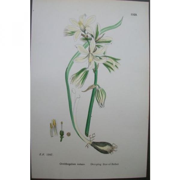 Lot of 6 Bulbs Star of Bethel Garlic Sowerby English Botany Hand Colored Prints #2 image
