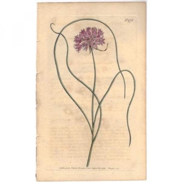 1806 Curtis botanical Print Allium Paniculatum Rose-Colore Garlic 973 Wildflower #1 image