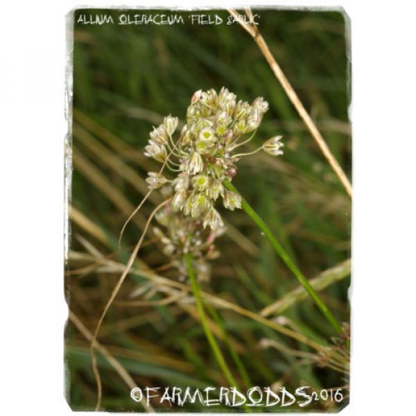 Allium oleraceum &#039;Field Garlic&#039; [Ex. Co. Durham] 25+ Bulbils #1 image