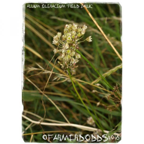 Allium oleraceum &#039;Field Garlic&#039; [Ex. Co. Durham] 25+ Bulbils #2 image