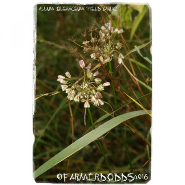Allium oleraceum &#039;Field Garlic&#039; [Ex. Co. Durham] 25+ Bulbils #4 image