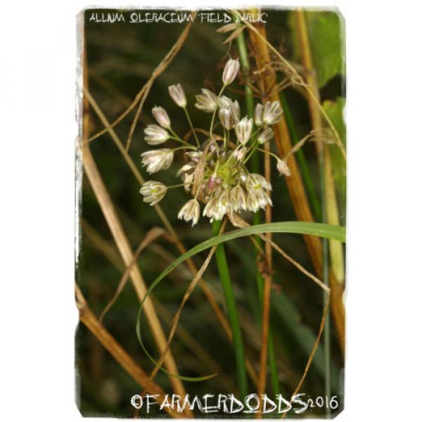 Allium oleraceum &#039;Field Garlic&#039; [Ex. Co. Durham] 25+ Bulbils #5 image