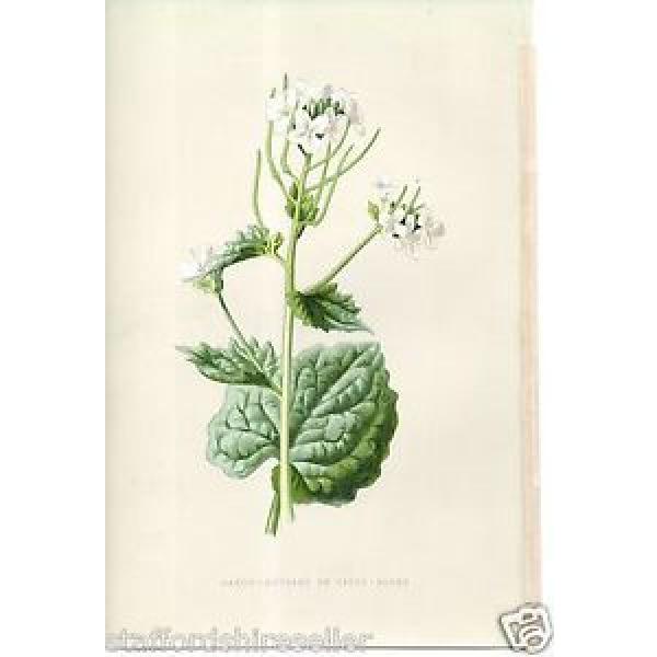 Vintage Wild Flowers Print Chromolithograph c1885 Garlic Mustard or Sauce Alone #1 image
