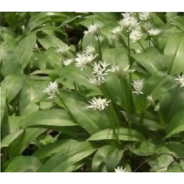 Wild Flower Allium ursinum  - Ramsons - Wild Garlic  500 Seed - Edible #1 image