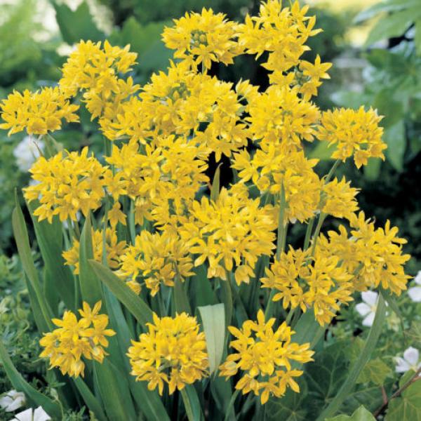 10 Golden Lady bulbs (Golden Garlic) / Allium moly #1 image