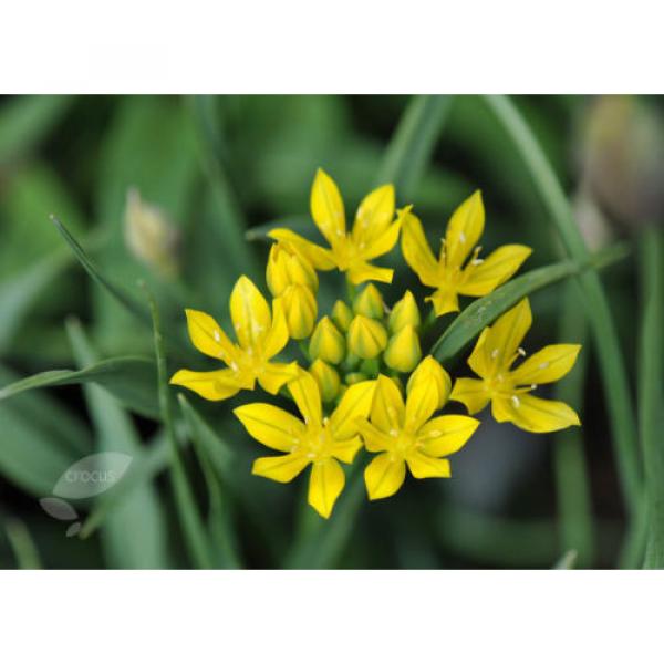 10 Golden Lady bulbs (Golden Garlic) / Allium moly #2 image