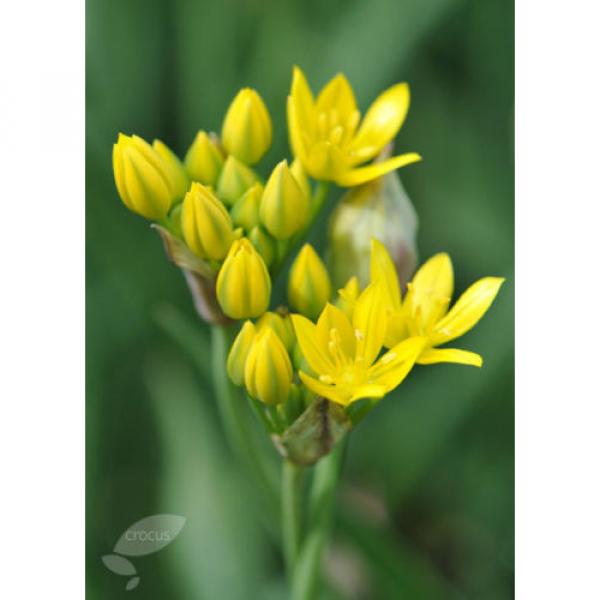 10 Golden Lady bulbs (Golden Garlic) / Allium moly #3 image