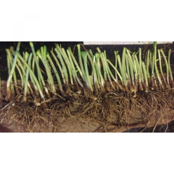 50X  Garlic Chives  (Allium tuberosum) Fresh Bare-Root Plants  韭菜根 #1 image