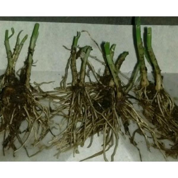 50X  Garlic Chives  (Allium tuberosum) Fresh Bare-Root Plants  韭菜根 #3 image