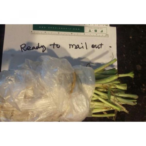 50X  Garlic Chives  (Allium tuberosum) Fresh Bare-Root Plants  韭菜根 #4 image