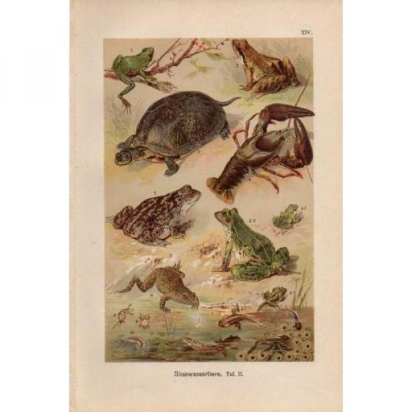 1899 MARTIN CHROMOLITHO garlic toad, frogs, crawfish, tadpoles, pond turtle, ... #1 image