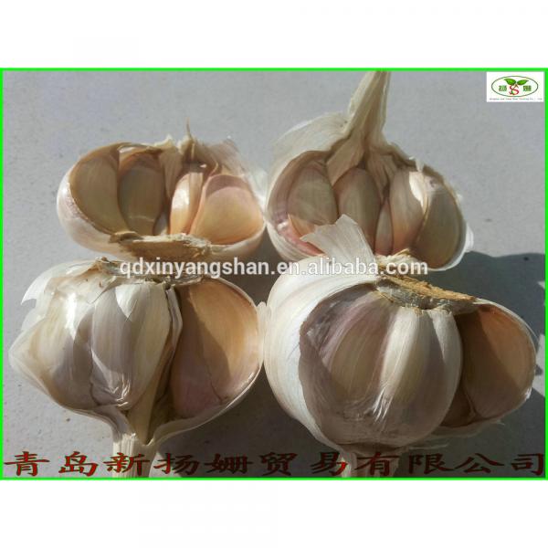 2017 2017 year china new crop garlic Fresh  China  Garlic  Production  Price #1 image