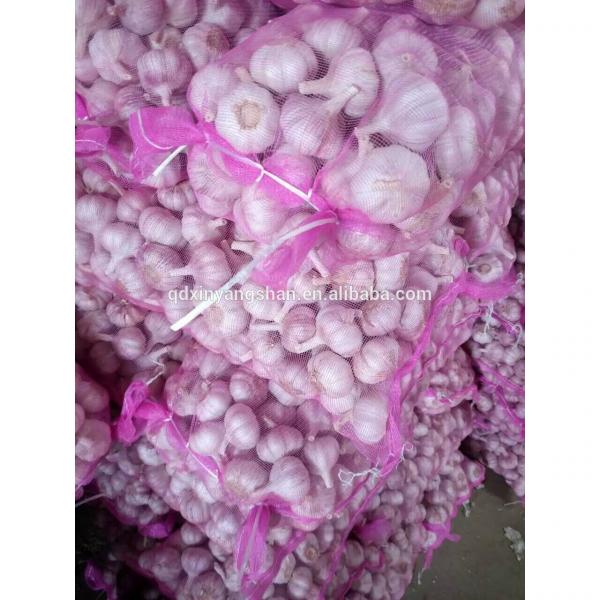 Fresh 2017 year china new crop garlic Garlic  Packing  In  Mesh  Bag For Sale In A Wholesale Price #1 image