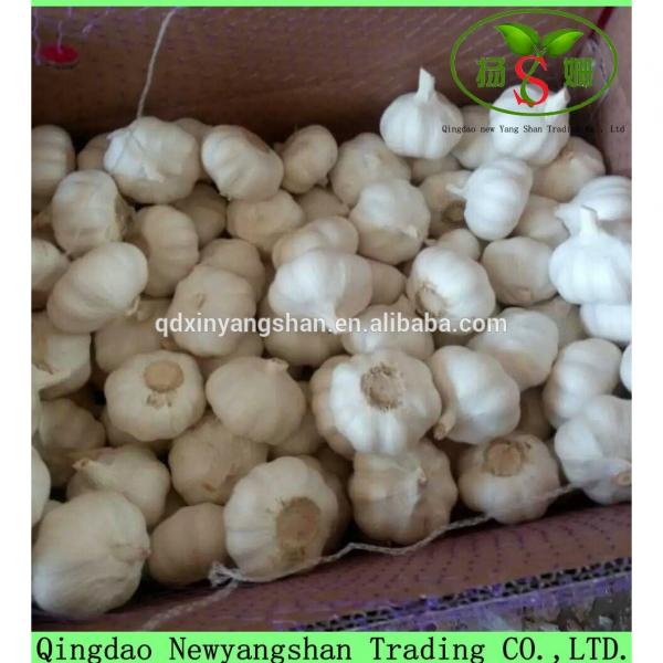 Professional 2017 year china new crop garlic Garlic  Exporter  In  China  Wholesale Chinese Garlic Packing In 10KG Boxes #1 image