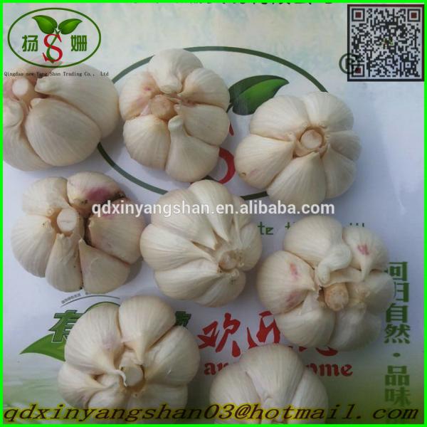 Hot 2017 year china new crop garlic Sale  Chinese  Garlic  With  A Purple White Skin Outside And Each Clove Purple White Skin Inside #3 image
