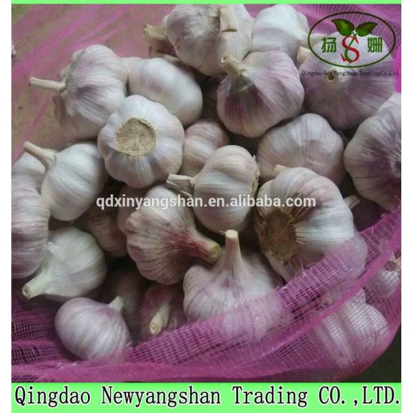 Hot 2017 year china new crop garlic Sale  Chinese  Garlic  With  A Purple White Skin Outside And Each Clove Purple White Skin Inside #4 image