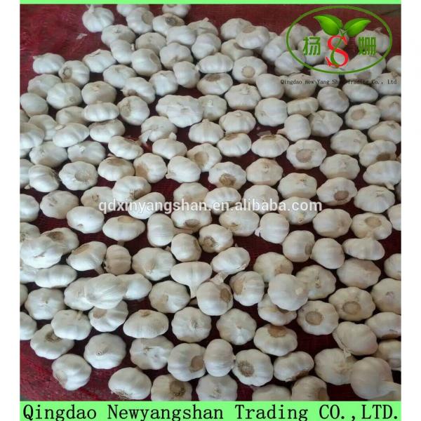 Fresh 2017 year china new crop garlic Garlic  Packing  In  Mesh  Bag For Sale In A Wholesale Price #3 image