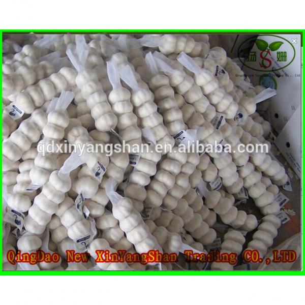 Fresh 2017 year china new crop garlic Garlic  For  Sale  China  Garlic Packing In Mesh Bag #1 image