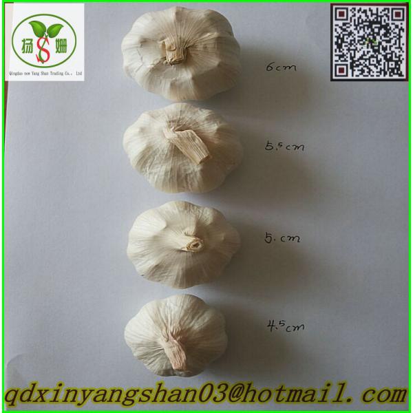 Chinese 2017 year china new crop garlic 2017  Fresh  Garlic  Price  Purple/Red/Pure White Garlic #3 image
