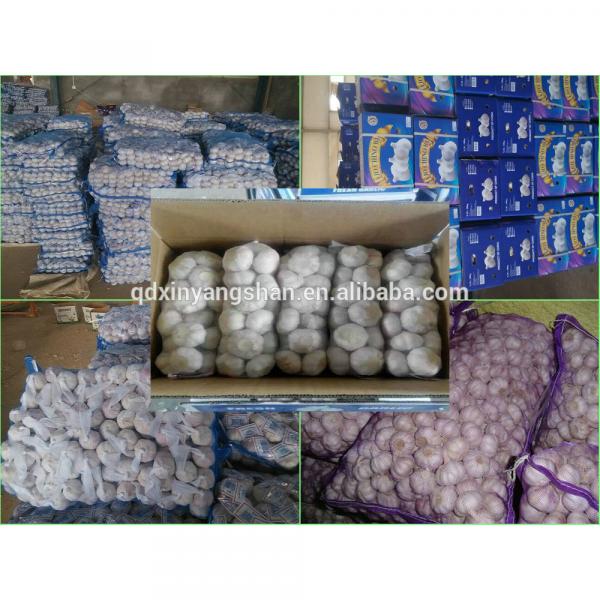 Professional 2017 year china new crop garlic Garlic  Exporter  In  China  Wholesale Chinese Garlic Packing In 10KG Boxes #5 image