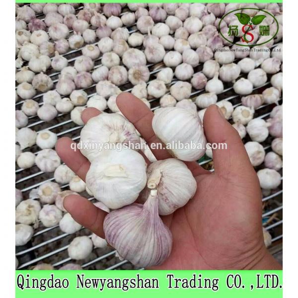 2017 2017 year china new crop garlic Chinese  Nature  Normal/Purple  Garlic  Price #2 image