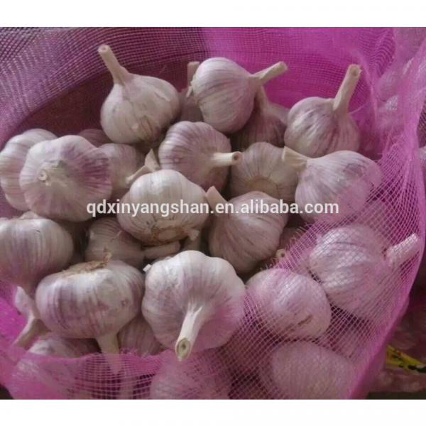 2017 2017 year china new crop garlic Chinese  Nature  Normal/Purple  Garlic  Price #4 image