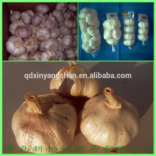 [HOT] 2017 year china new crop garlic 2014  Different  Type  Chinese  Fresh Garlic #1 image
