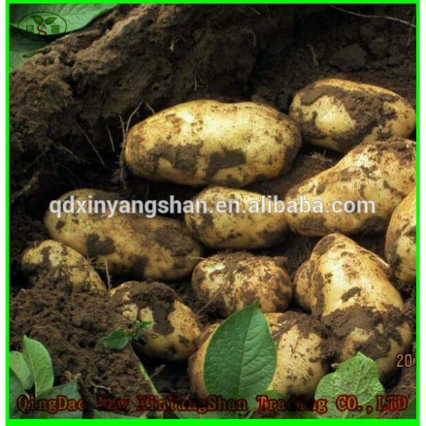 (HOT) 2017 year china new crop garlic Fresh  white  garlic  specification  more than 5 cm/GARLIC #3 image