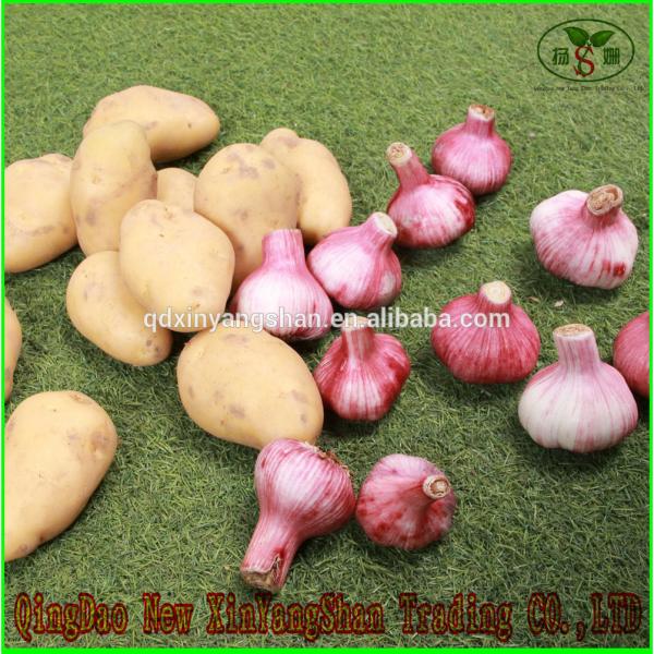 (HOT) 2017 year china new crop garlic FRESH  Garlic/CHINA  Purple  Garlic,good  faith wholesalers #4 image