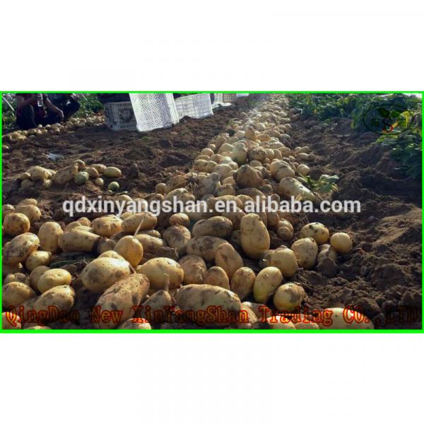 [HOT] 2017 year china new crop garlic 2014  Different  Type  Chinese  Fresh Garlic #5 image