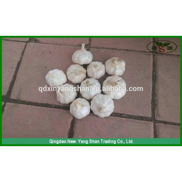 (HOT) 2017 year china new crop garlic Fresh  white  garlic  specification  more than 5 cm/GARLIC #1 image