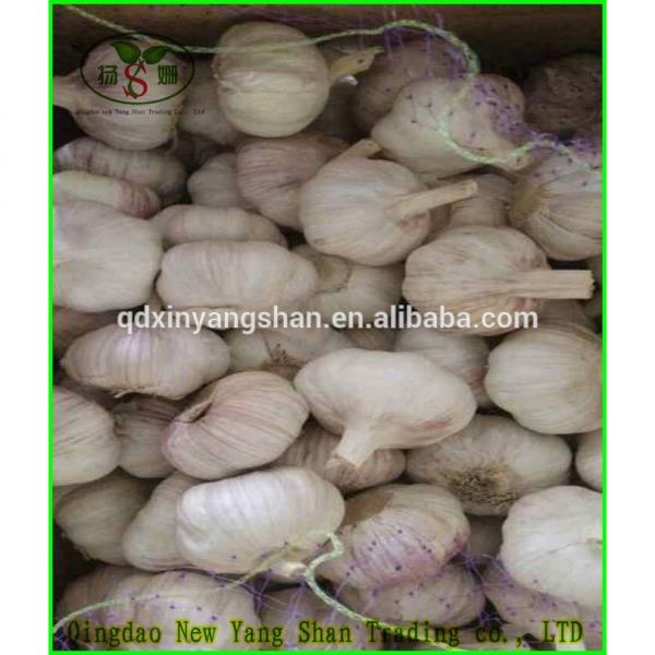(HOT) 2017 year china new crop garlic GARLIC/FRESH  GARLIC  Size:  5.5  CM or more #3 image