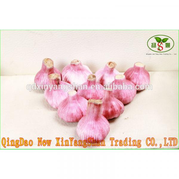 (HOT) 2017 year china new crop garlic FRESH  Garlic/CHINA  Purple  Garlic,good  faith wholesalers #1 image