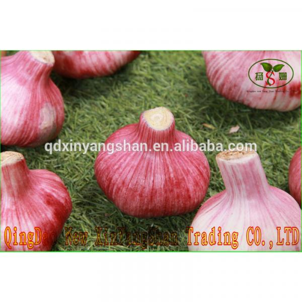(HOT) 2017 year china new crop garlic FRESH  Garlic/CHINA  Purple  Garlic,good  faith wholesalers #2 image