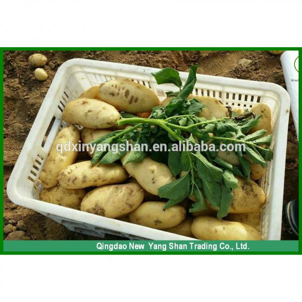 (HOT) 2017 year china new crop garlic FRESH  Garlic/CHINA  Purple  Garlic,good  faith wholesalers #5 image