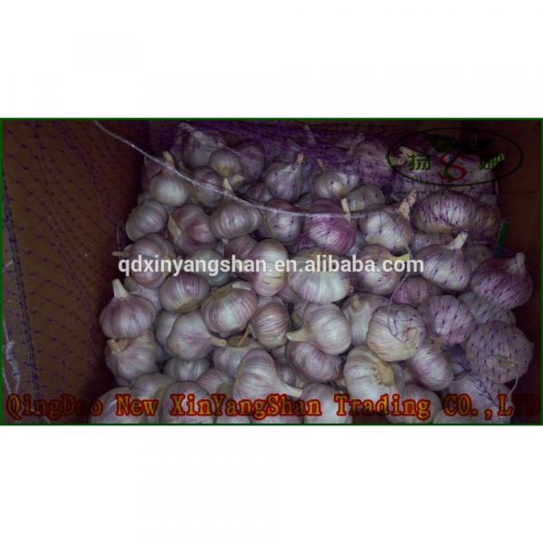 Pure 2017 year china new crop garlic Purple  Garlic,  Normal  Purple  Garlic #1 image