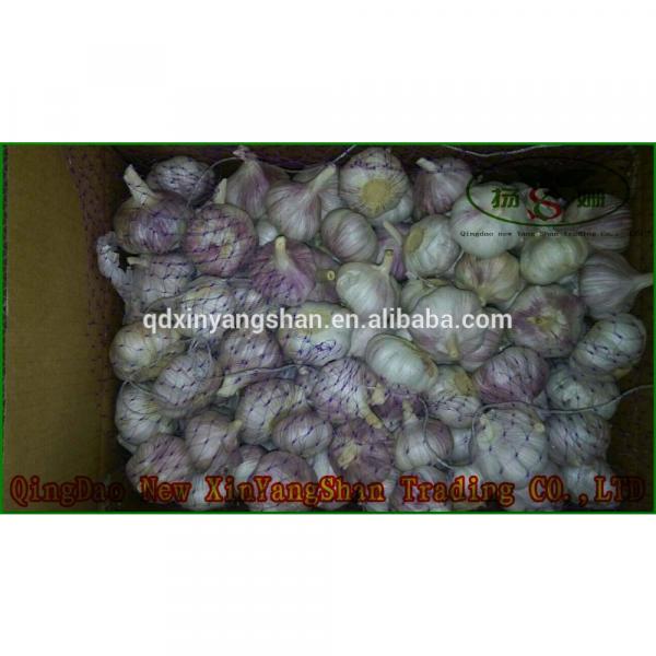 Pure 2017 year china new crop garlic Purple  Garlic,  Normal  Purple  Garlic #2 image